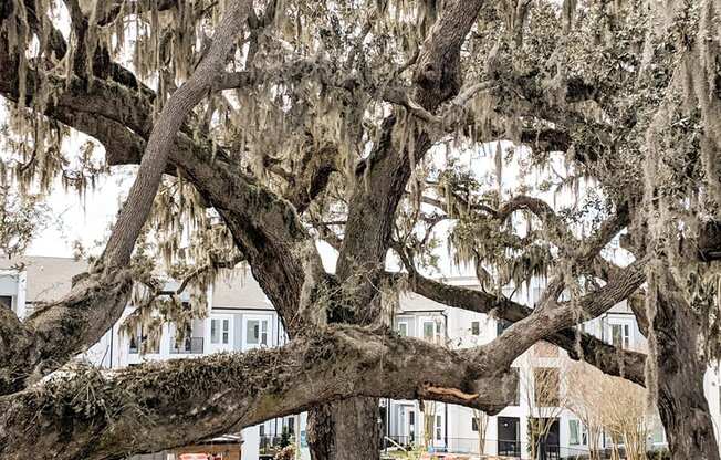 Palm Tree at The Ellis, Savannah, 31404