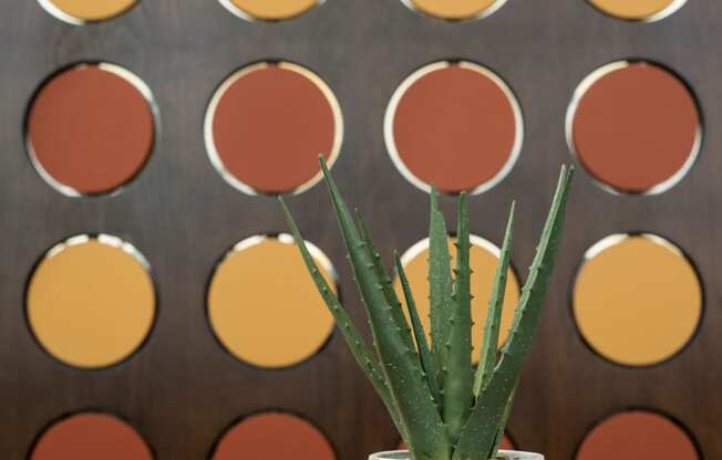 an aloe vera plant in a white vase on a wooden table in front of