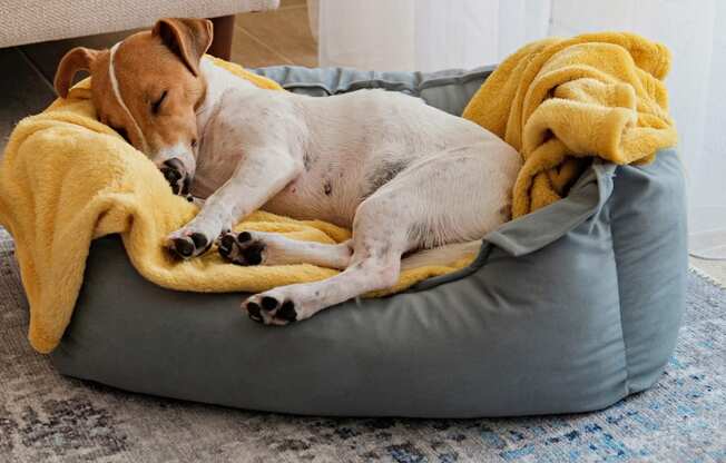 a dog sleeping on a dog bed with a yellow blanket