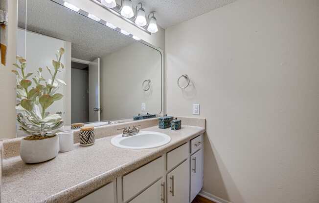 a bathroom with a sink and a mirror and a potted plant