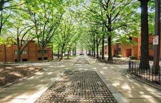 A tree-lined walkway between brick buildings.