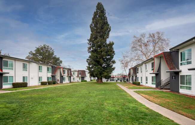 a grassy area with a tree in the middle of it