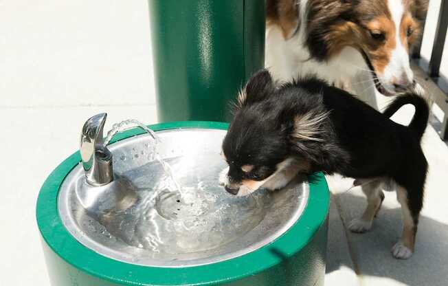 a small dog drinking from a water fountain