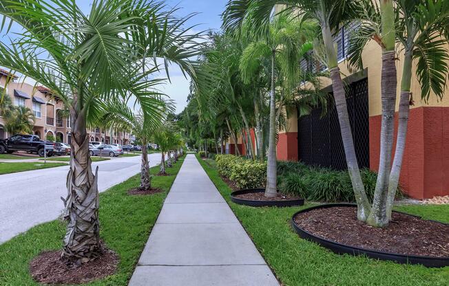 a palm tree on a sidewalk