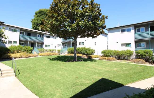 a grassy area with a tree in the middle of it