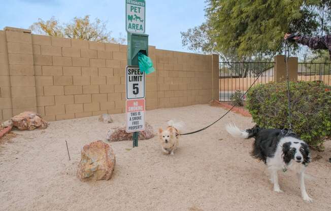 two dogs on a leash standing next to a parking meter