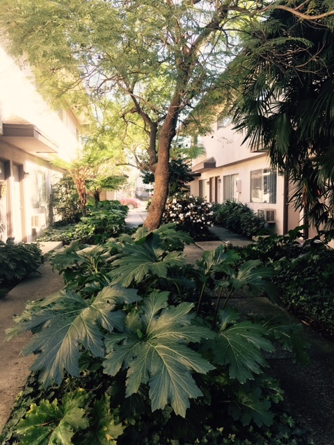 APT SAN MARCOS