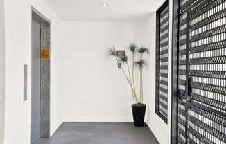 A white hallway with a black door and a potted plant.