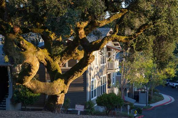 Beautiful 100+ year old Oak tree on the property