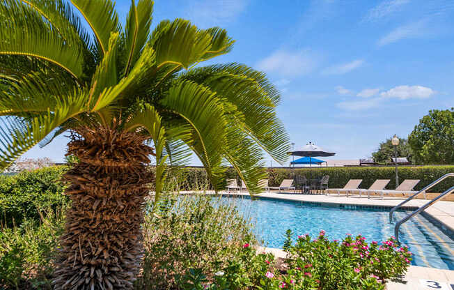 A palm tree stands in front of a pool with a clear blue sky above.