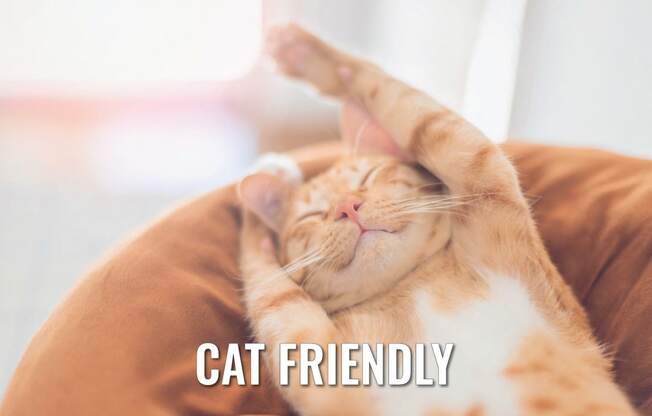 an orange and white cat laying on a couch with its paw up in the air