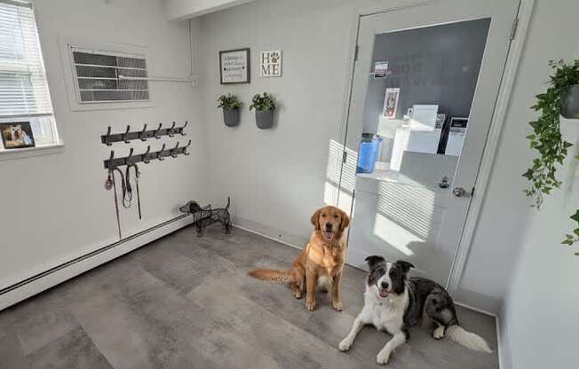 Three dogs are sitting in a room with a grey floor.