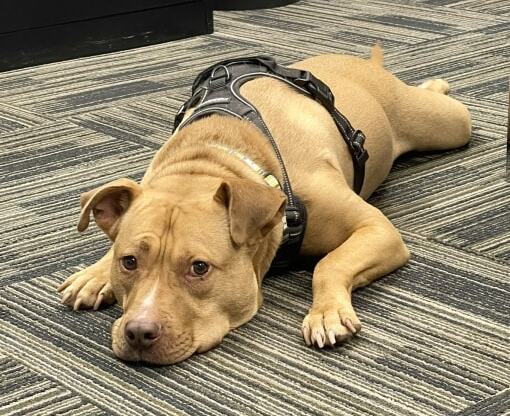 a brown dog wearing a harness laying on the floor