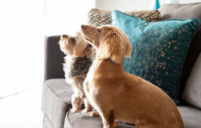 pets at  Compass at City Center Apartments