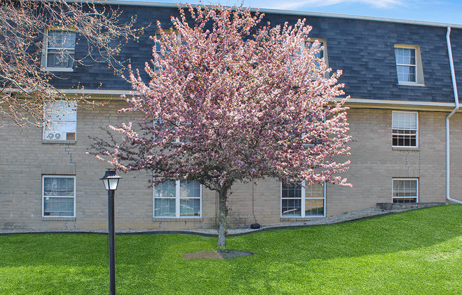 A tree with pink blossoms stands in front of a brick building.
