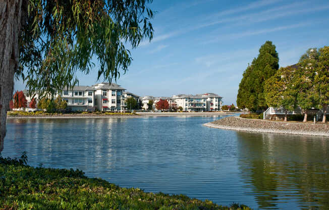 Pond with View of Riva Terra Apartments at Redwood Shores