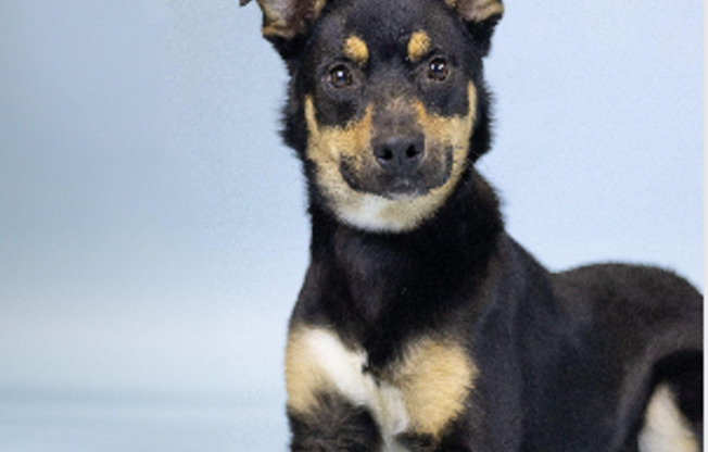 Studio, 1 bath, 620 sqft, $1,399, Unit 504