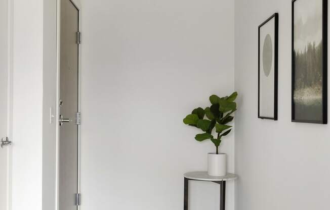 a small entryway with white walls and a white plant on a black and white side table