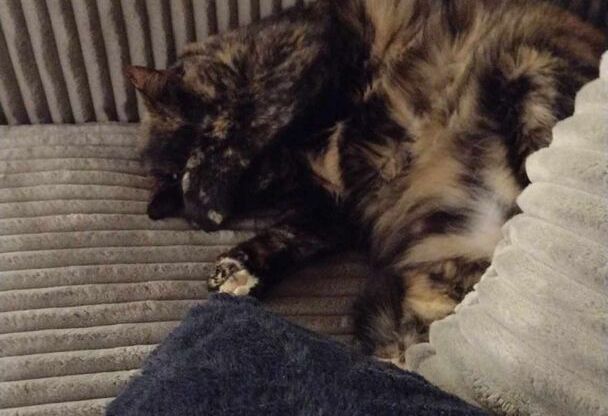 3 beds, 2 baths, 1,330 sqft, $1,865, Unit 3201