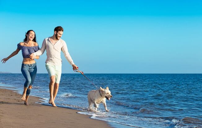 The Summit at Point Loma_San Diego_people walking on beach with a dog