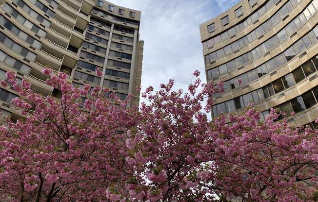 two apartment buildings with flowering trees in the foreground at Hampton Plaza Apartments in Towson, MD 21286