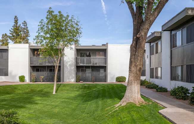 A tree stands in front of apartment buildings.