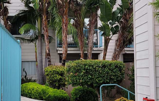 Walkway to back building with lush gardens and palm trees at La Mesa Village Apartments in La Mesa, California.