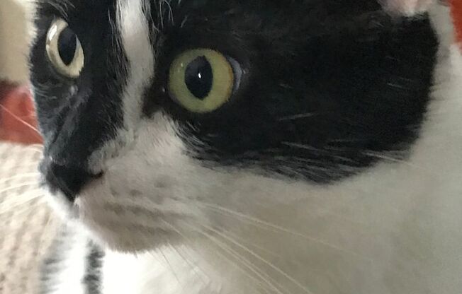 2 beds, 2 baths, 1,206 sqft, $1,860, Unit 5407