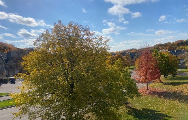 1 bed, 1 bath, 800 sqft, $1,725, Unit 5968202RP-1