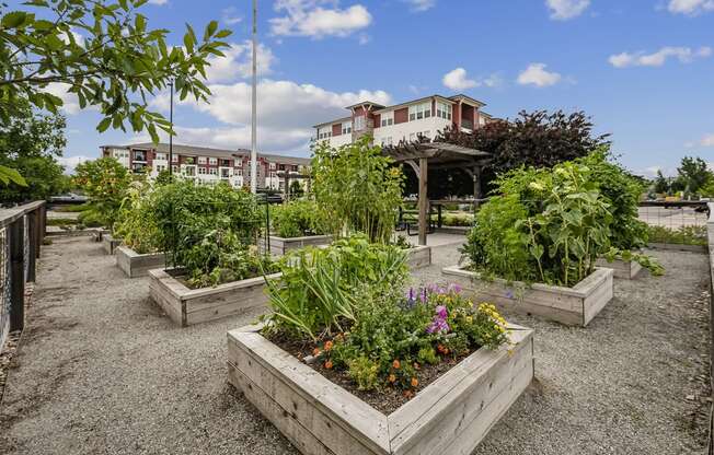 a group of raised beds with plants in a community garden