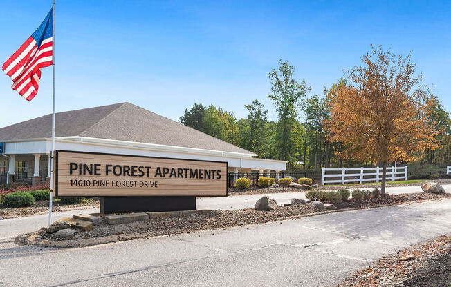 Pine Forest