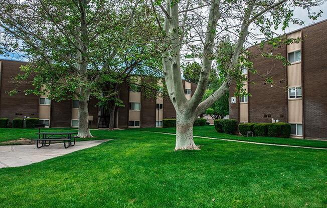 A tree in a grassy area in front of apartment buildings.