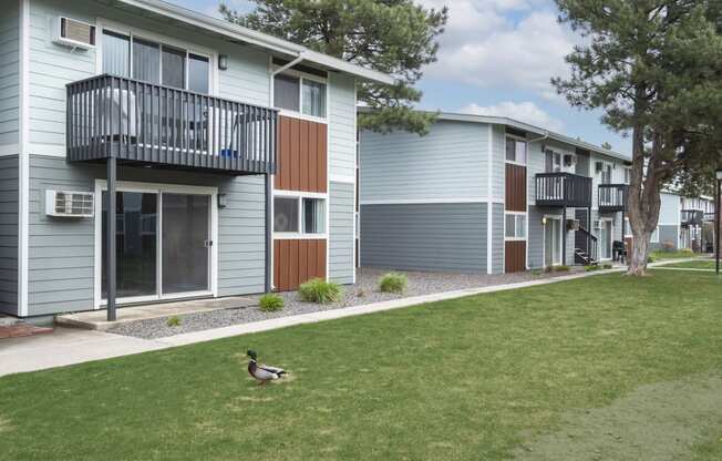 a duck walking in the grass in front of an apartment building