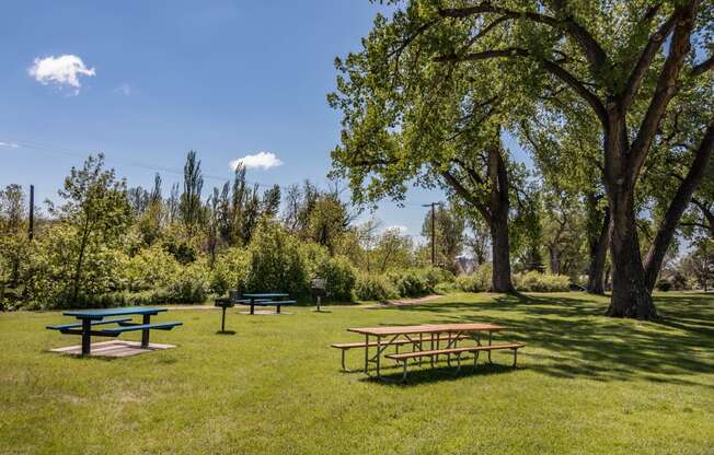 Grassy Clearing with Picnic Tables, Tall Trees and Grill