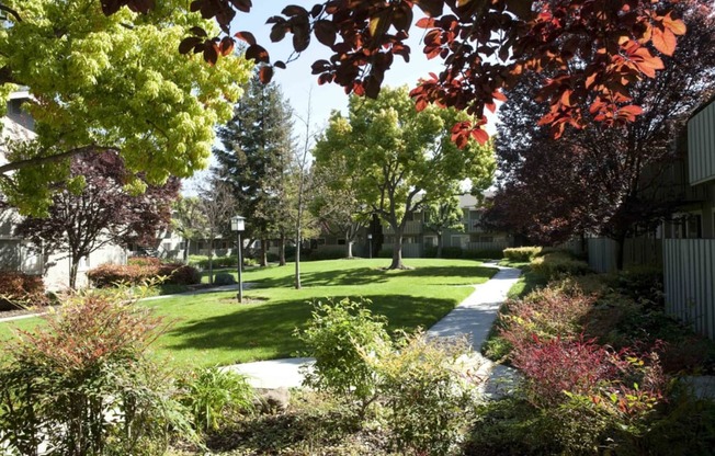 A tree with red leaves is in the foreground of a sunny park.