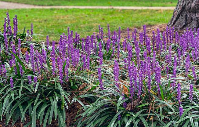 a close up of a flower garden