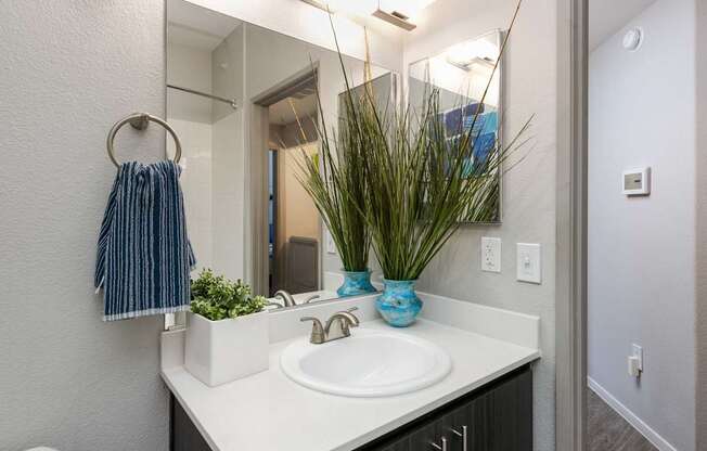 a bathroom with a sink and a mirror and a potted plant