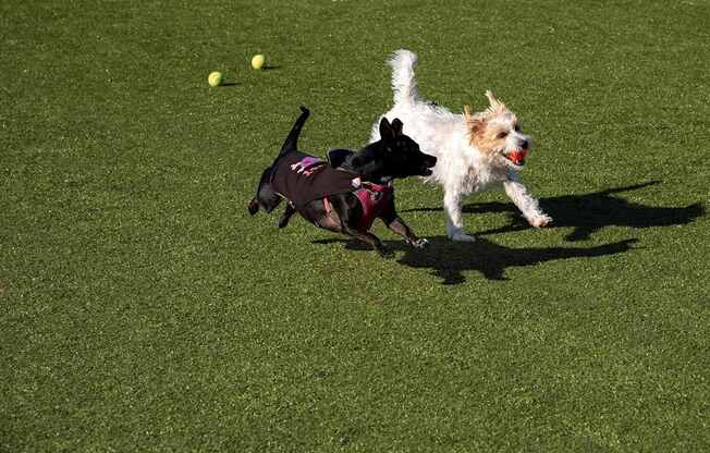 Two dogs playing with a ball on a green field.at Prosper West, Waite Park, 56387