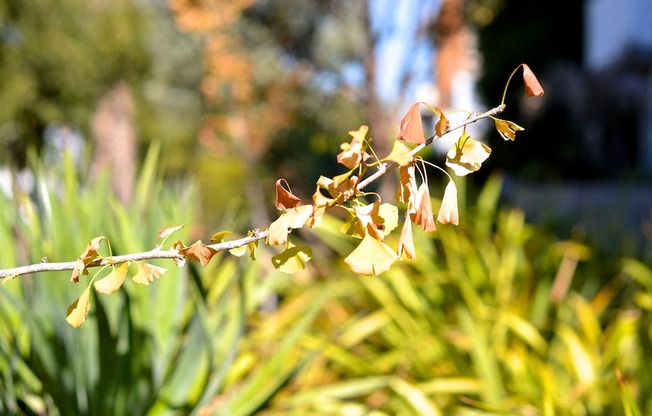 Mar Vista Lofts- Lush Landscaping