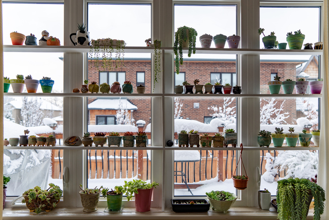 How This Expert Cares for His Houseplants in the Winter 