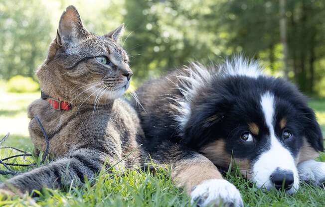 a cat and a dog laying in the grass