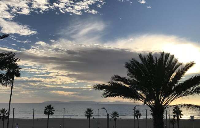 a palm tree on the beach with the ocean in the background