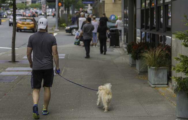 Man walking his dog because Lux Apartments Bellevue WA are pet friendly 