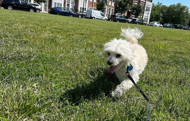 A small white dog is sitting on a leash in a grassy field.