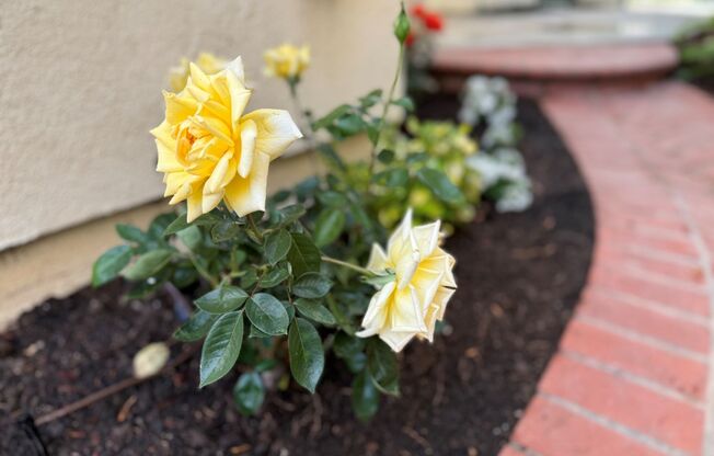 Beautiful Camarillo Springs Home