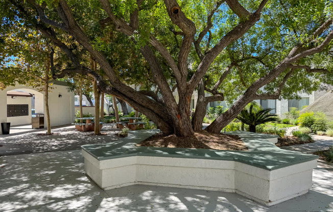 A large tree with a thick trunk and sprawling branches is planted in a white concrete planter.