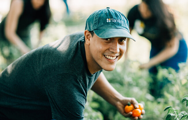 Young man picking tomatoes looking into the camera, smiling