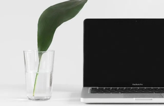 laptop with leaf in a cup