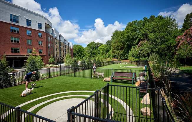 A man is playing with this dog in a dog park surrounded by trees and buildings.