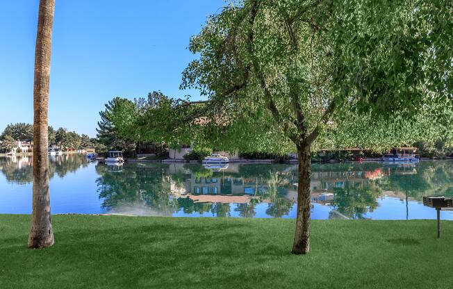 a tree next to a body of water